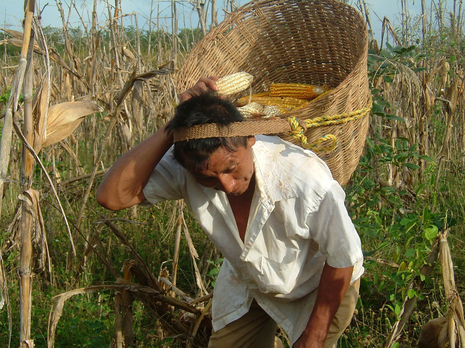  - Harvesting native white and yellow corn in Yucatan