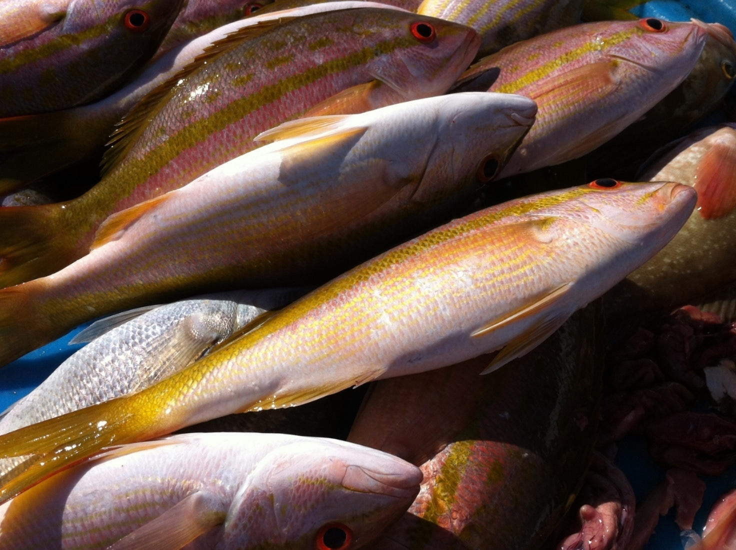  - Fish from Rio Lagartos, Yucatan